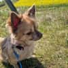 Chihuahua Rüde 3 Jahre alt