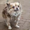 Chihuahua Rüde 3 Jahre alt