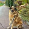 Ben - klug, liebenswert, willenstark