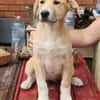 Marie, wundervoller Welpe sucht Zuhause