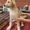 Marie, wundervoller Welpe sucht Zuhause