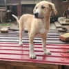 Marie, wundervoller Welpe sucht Zuhause