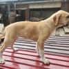 Marie, wundervoller Welpe sucht Zuhause