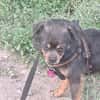 Fritzi, kleiner Hundemann sucht Körbchen