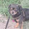 Fritzi, kleiner Hundemann sucht Körbchen