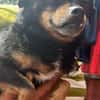 Fritzi, kleiner Hundemann sucht Körbchen