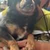 Fritzi, kleiner Hundemann sucht Körbchen