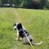 Elfo sucht liebevolles Zuhause