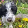 Elfo sucht liebevolles Zuhause