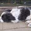 Elfo sucht liebevolles Zuhause