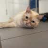 RAMSES