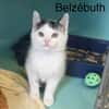 belzébuth