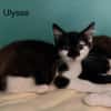 Ulysse