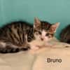 Bruno