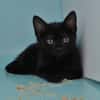 Bonnie (en cours d'adoption)