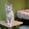 BENNY A17443