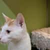 BENNY A17443