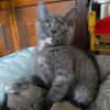 RAFI