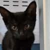 BAGHEERA (réservé)