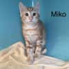 Miko