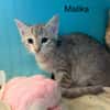 Malika