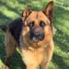 Trevor CAA15075
