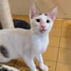 RICO A17440