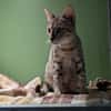 TIGROU A17442