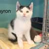 Bayron