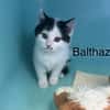 Baltazar