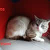 Calypso