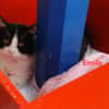 Emile