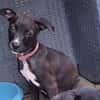 ARONA , chiot femelle Berger Créole  La mignonne !