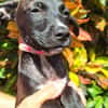 ARONA , chiot femelle Berger Créole  La mignonne !