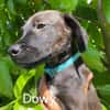 DOWY , chiot mâle Berger Créole  Le seul gars de la bande !