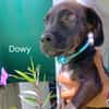 DOWY , chiot mâle Berger Créole  Le seul gars de la bande !