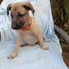 SIERRA , chiot femelle Berger Créole