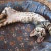 Verspielter Stevie sucht Zuhause