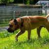 Presa Canario Paul - Prachtexemplar