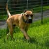 Presa Canario Paul - Prachtexemplar