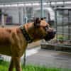 Presa Canario Paul - Prachtexemplar