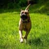 Presa Canario Paul - Prachtexemplar