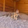 Zarte Lola sucht Zuhause