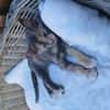Zarte Lola sucht Zuhause