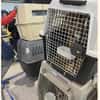Flugpaten für Hunde und Katzen gesucht