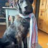 Anhänglicher Pancho sucht Zuhause