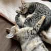 Dina u. Daisy suchen liebevolles Zuhause