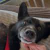 Scar sucht ein liebevolles Zuhause