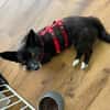 Scar sucht ein liebevolles Zuhause