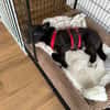 Scar sucht ein liebevolles Zuhause
